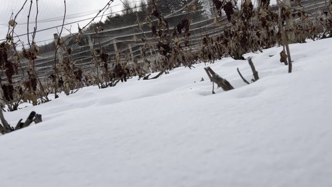 雪地与葡萄