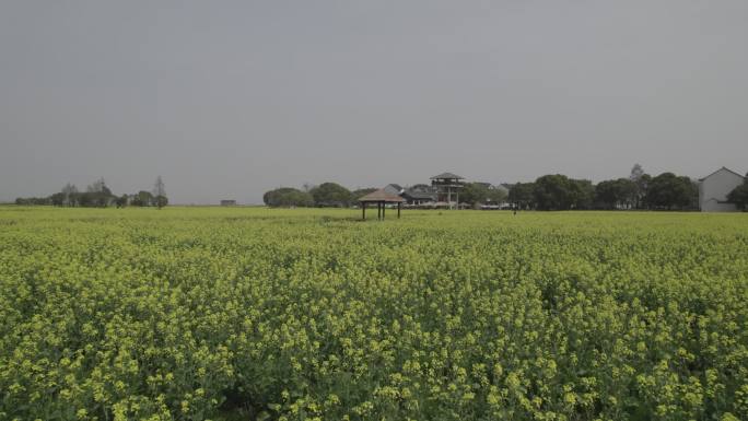 4K航拍油菜花田苏州同里北联平望震泽