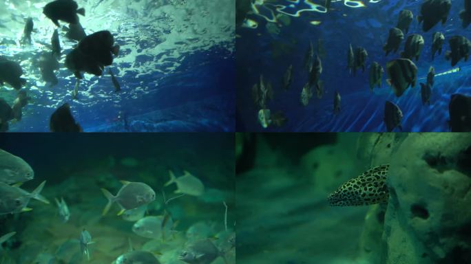 4K 海洋馆 生物 各种鱼类