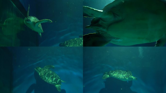 4K海洋馆 大海龟