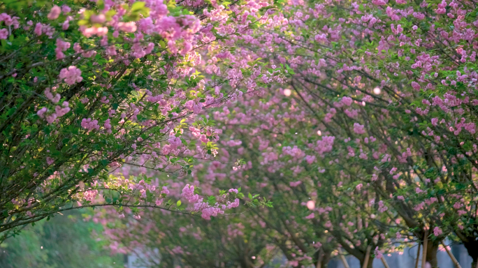 浪漫樱花樱花雨下美女赏樱花4k