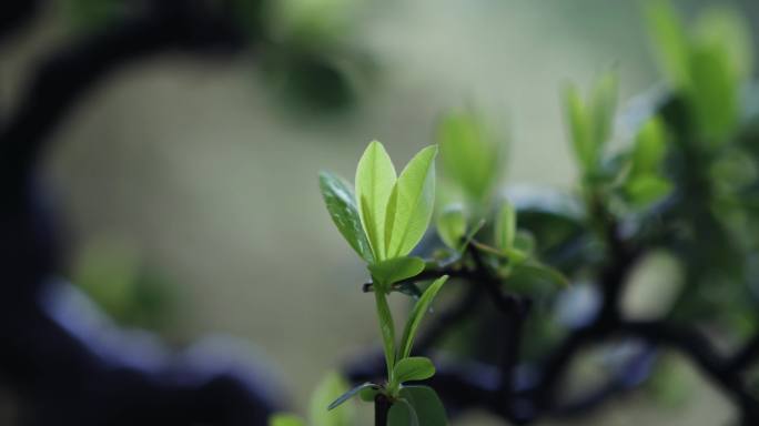 4k自然风景 植物绿叶 唯美风景视频素材