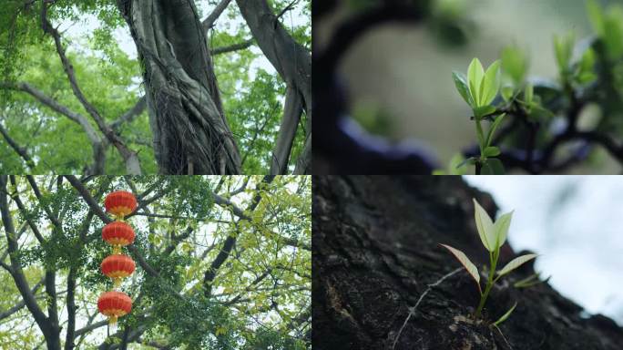 4k自然风景 植物绿叶 唯美风景视频素材