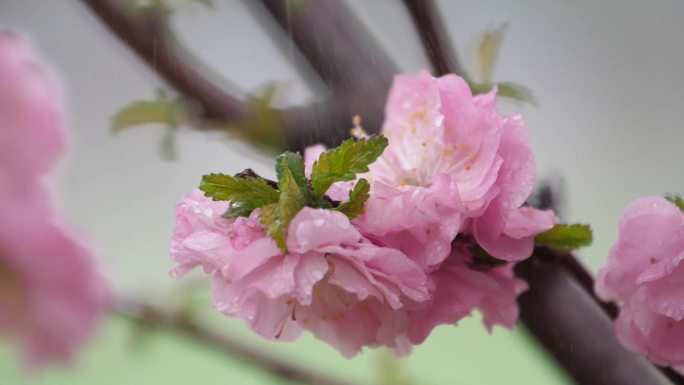 慢镜头雨滴拍打花朵