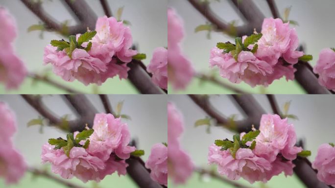 慢镜头雨滴拍打花朵