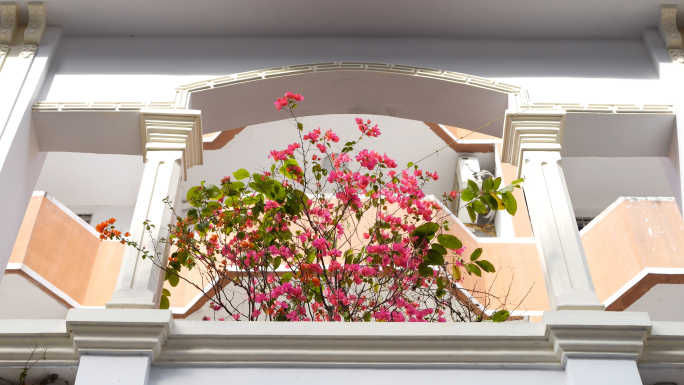 春天楼房窗边盛开的三角梅花朵随风摆动