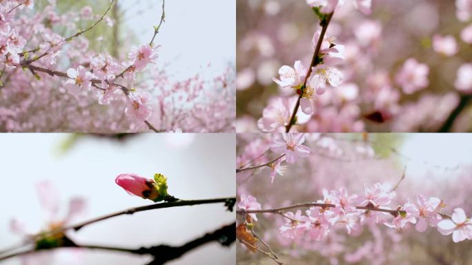 桃花盛开花枝花瓣