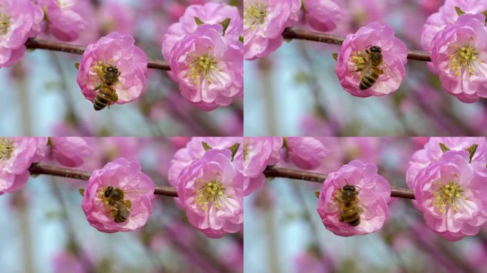 4K原创拍摄-蜜蜂采蜜升格慢动作微距特写