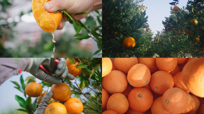 橘子橙子丰收采摘果园的慢镜头
