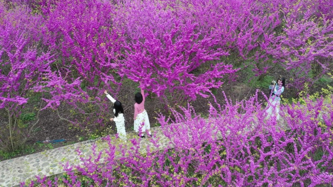 4K航拍紫荆花基地游玩26秒