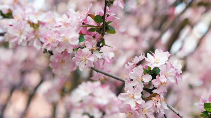 春天樱花海棠花林 蜜蜂采蜜特写花瓣合集