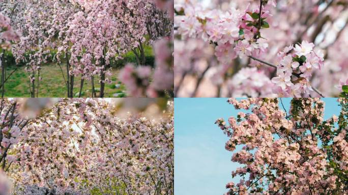 春天樱花海棠花林 蜜蜂采蜜特写花瓣合集