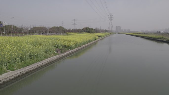 4K航拍油菜花田苏州同里北联平望震泽