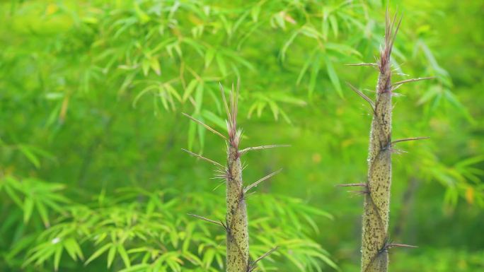 春日春笋竹笋竹林合集