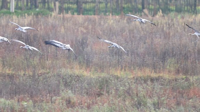 灰鹤在湿地草丛降落的升格视频
