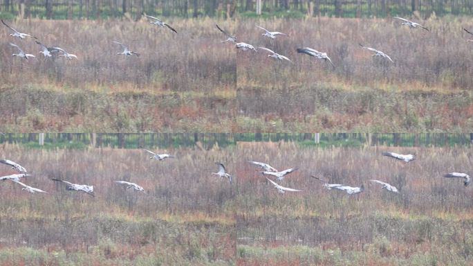 灰鹤在湿地草丛降落的升格视频