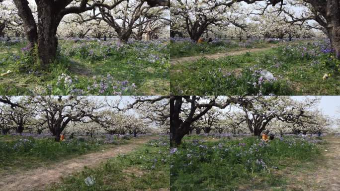 安徽宿州砀山梨树王风景区