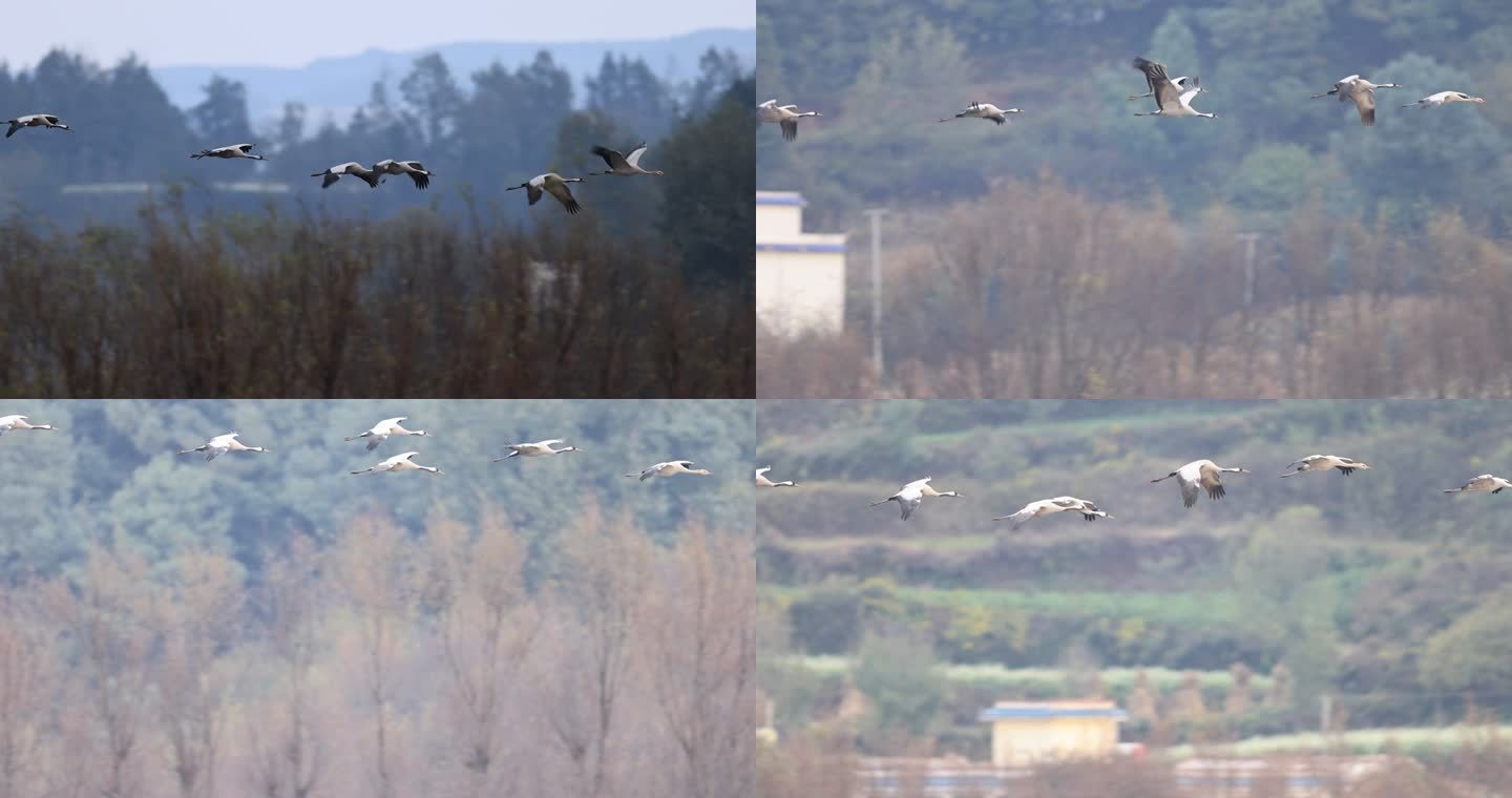 一群灰鹤飞跃山林的升格视频