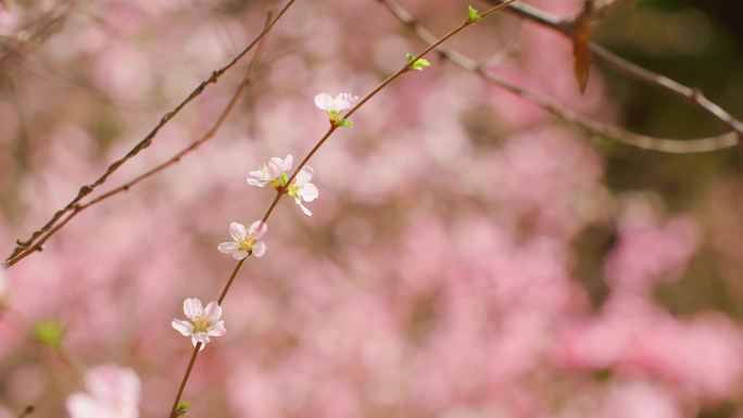 唯美国风桃花朵桃花枝条小花朵