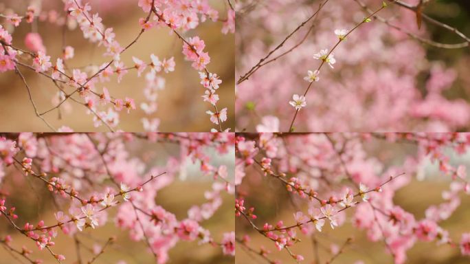 唯美国风桃花朵桃花枝条小花朵