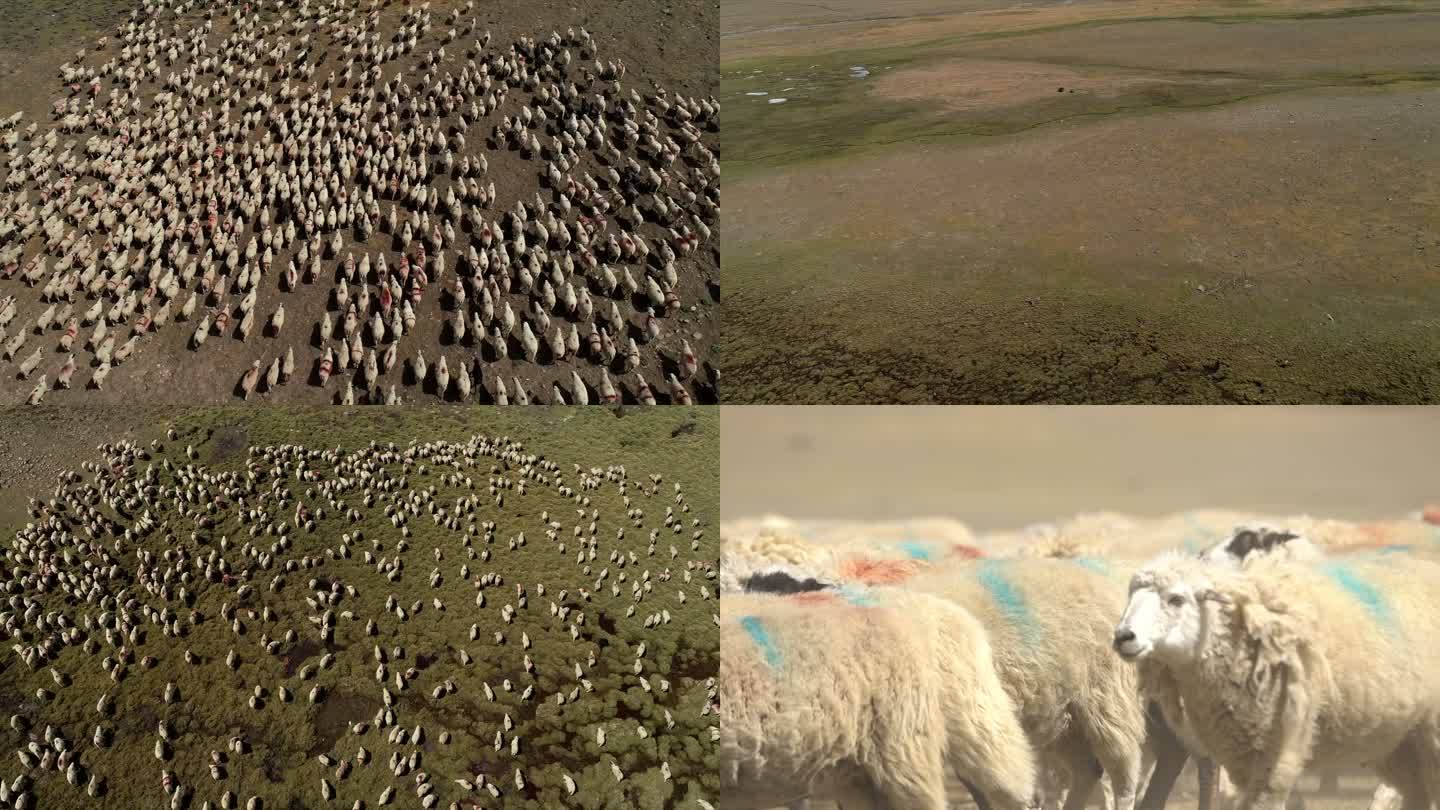 藏区 绵羊 放牧