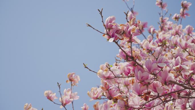 春天的玉兰花在空中摇摆