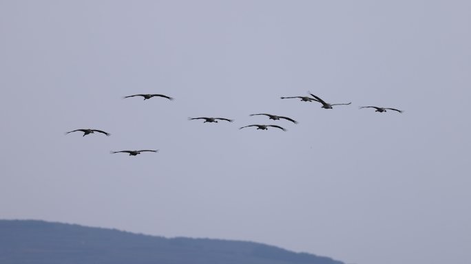 一群鹤在蓝天飞行的升格视频