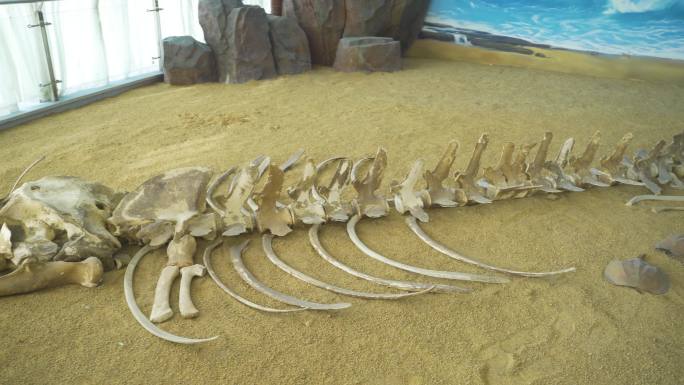 4K  一个很庞大的 化石 骨头 骨骸