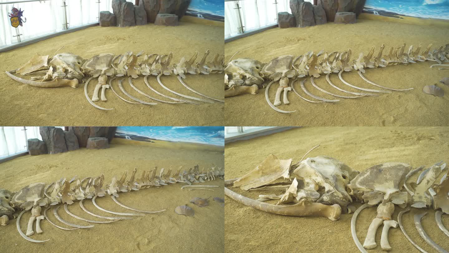 4K  一个很庞大的 化石 骨头 骨骸