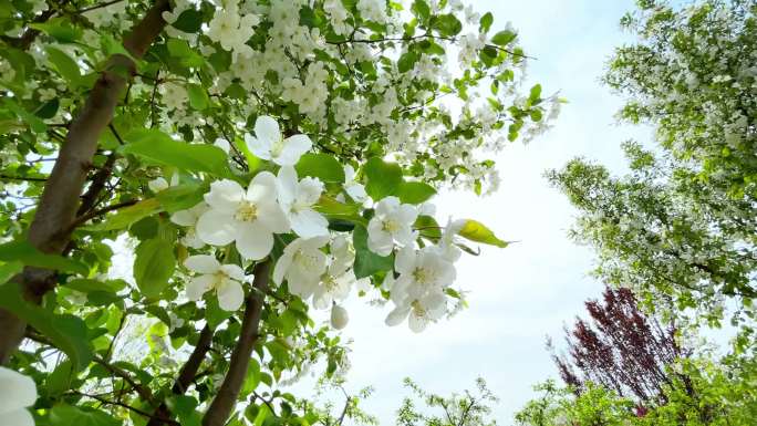 透过阳光唯美海棠花