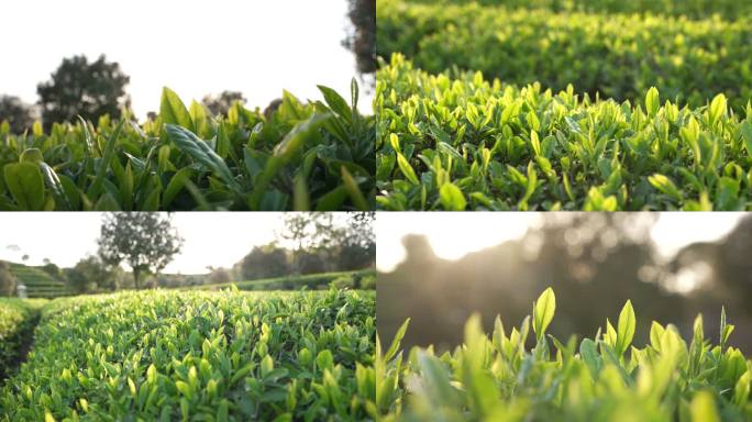 茶山茶园茶叶春茶新茶嫩叶