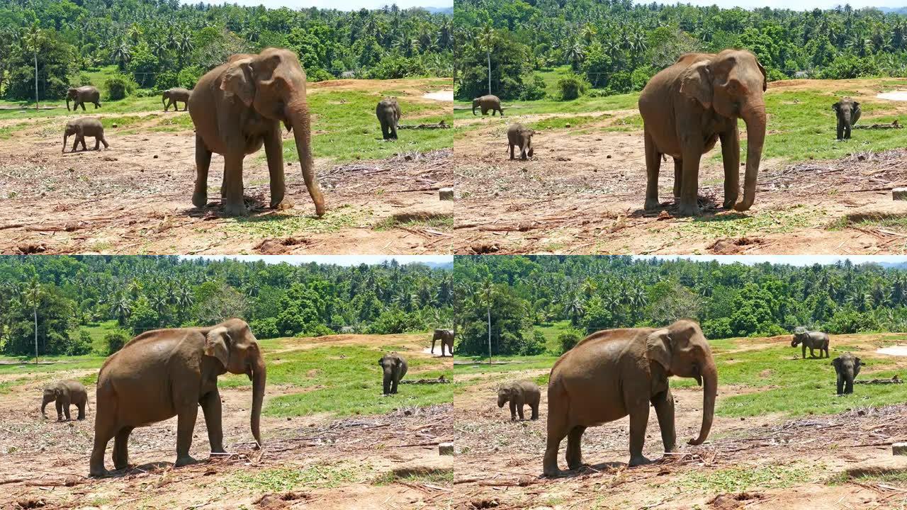 斯里兰卡Pinnawala的大象