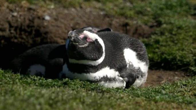 麦哲伦企鹅，Spheniscus，Isla Magdalena，麦哲伦海峡，智利