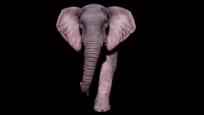 大型大象在孤立的背景上与alpha通道在地面上行走。动物、自然和教育背景的无缝循环动画。