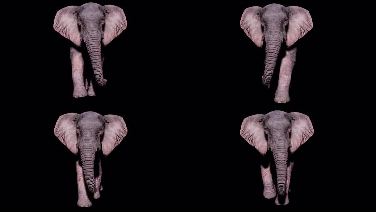 大型大象在孤立的背景上与alpha通道在地面上行走。动物、自然和教育背景的无缝循环动画。