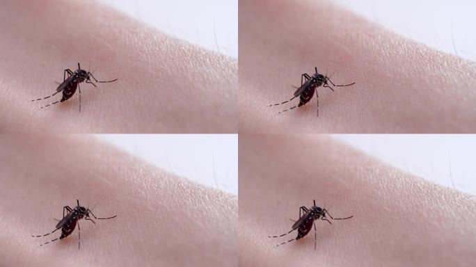 蚊子吸血。