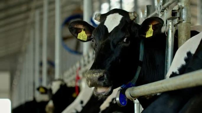 一头黑白荷斯坦奶牛的头在农场的牛棚里嚼着食物，其余的牛群在后面可见