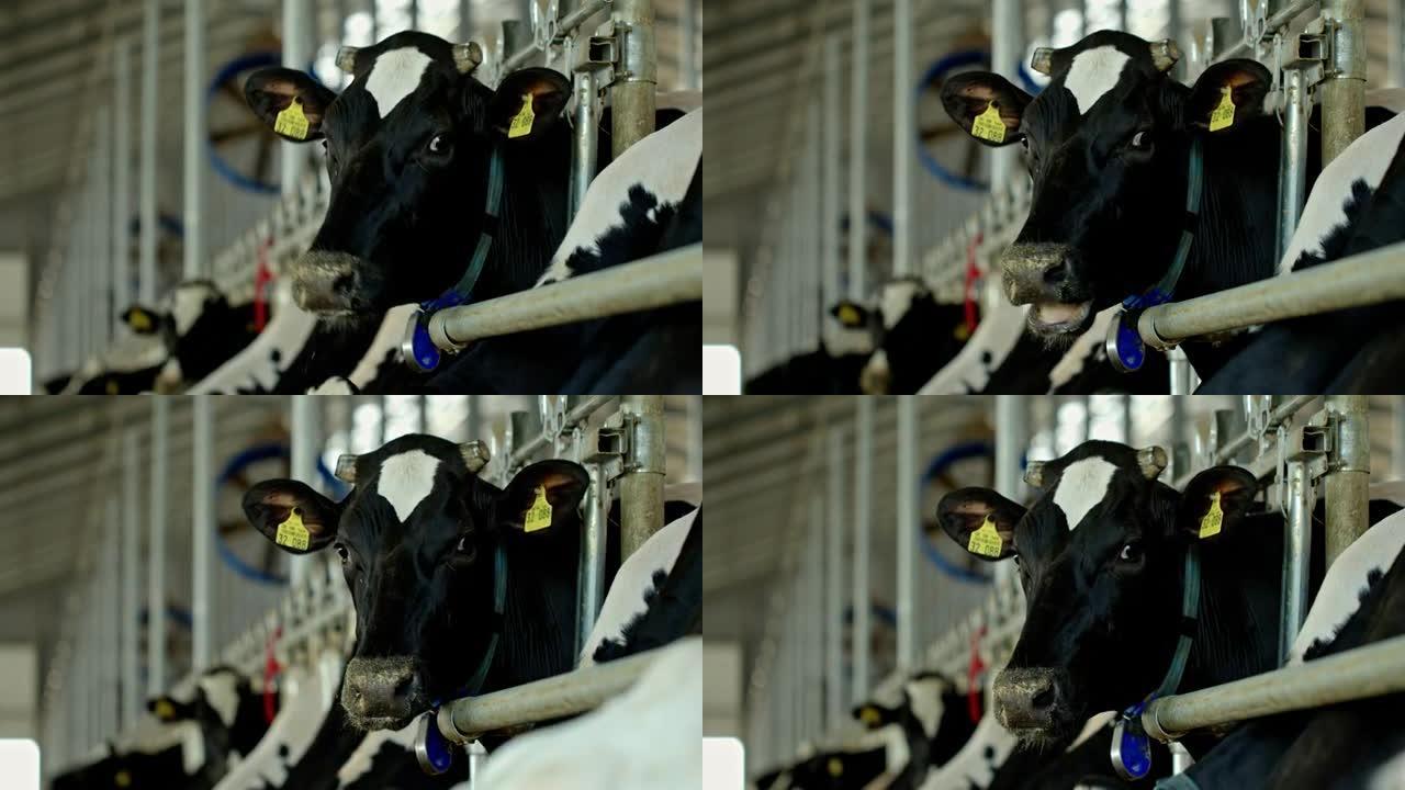 一头黑白荷斯坦奶牛的头在农场的牛棚里嚼着食物，其余的牛群在后面可见