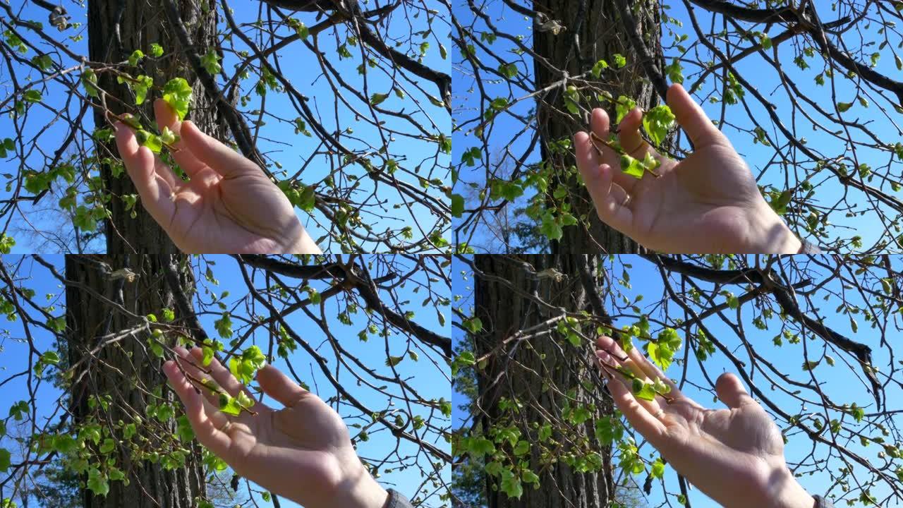 雄性的手在春天用刚开花的叶子轻轻触摸树枝