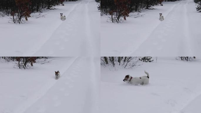 杰克罗素梗在雪中漂流看到野兽在森林里，水平，