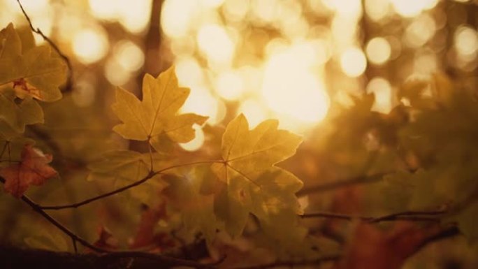 金色树叶秋季森林树叶透镜耀斑