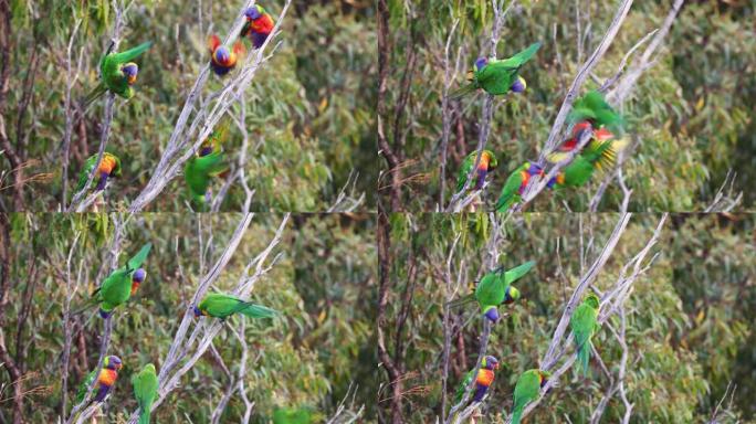 澳大利亚新南威尔士州彩虹鹦鹉的镜头