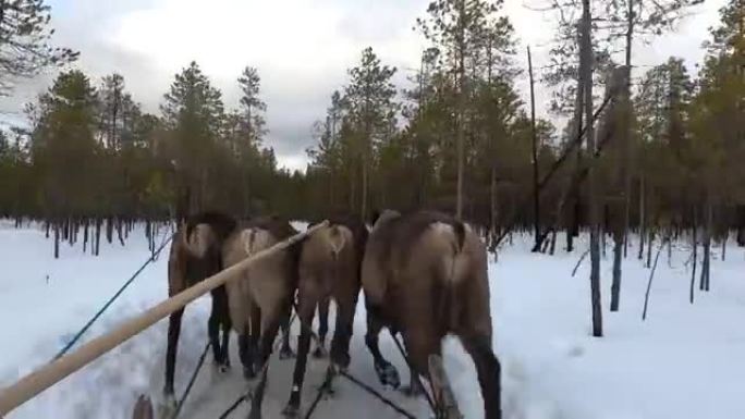 冬天，四只鹿被绑在雪橇上，沿着苔原奔跑。俄罗斯