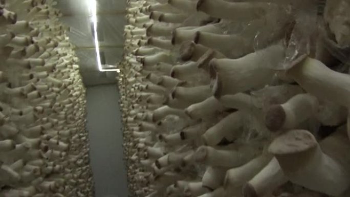 巨大冰箱里的牡蛎蘑菇