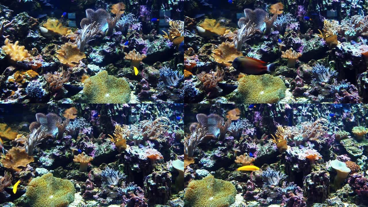 五颜六色的异国鱼在珊瑚礁附近的水下游泳。海洋动植物的野生生物
