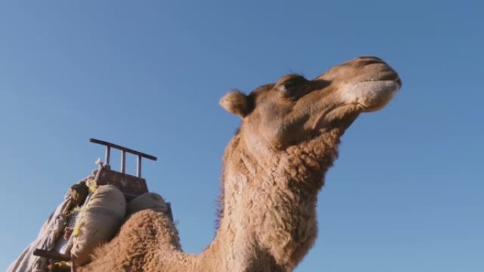 骆驼特写镜头，在摩洛哥索维拉海滩等待游客。
