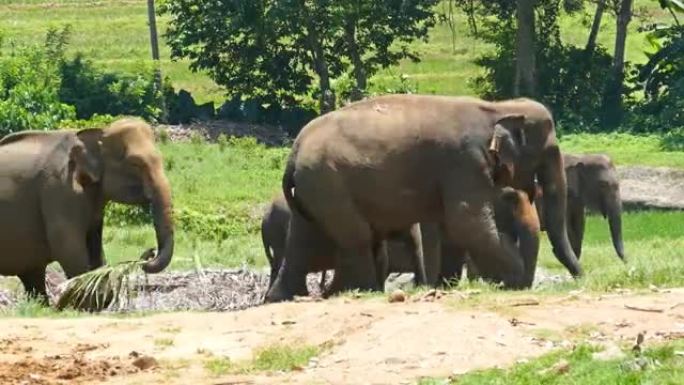 一群大象在斯里兰卡行走