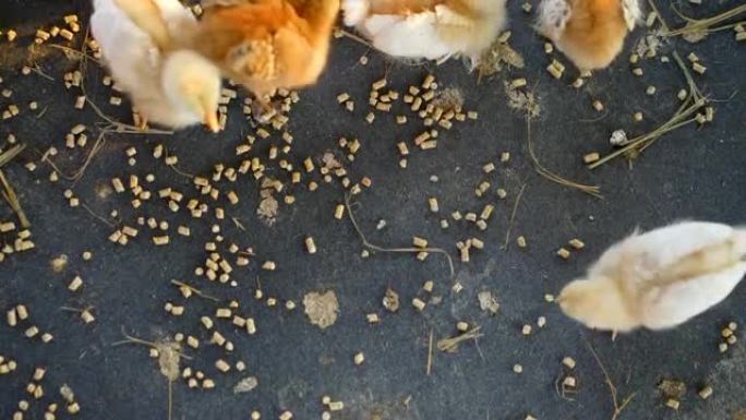 农场里的一群小鸡孵化生机盎然家庭养鸡业