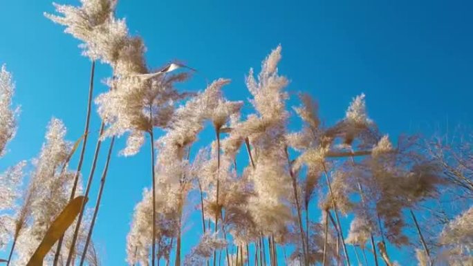 晴天，在乡村的蓝天背景下，干燥的芦苇在风中摇摆。