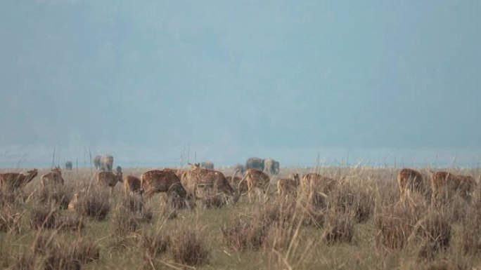 慢动作中印度中部森林中的斑点鹿或奇塔尔